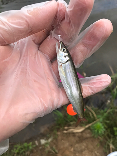 チアユの釣果