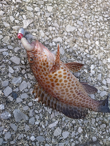 オオモンハタの釣果