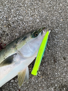 ハマチの釣果