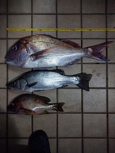 マダイの釣果