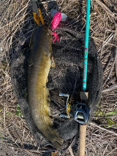 ナマズの釣果