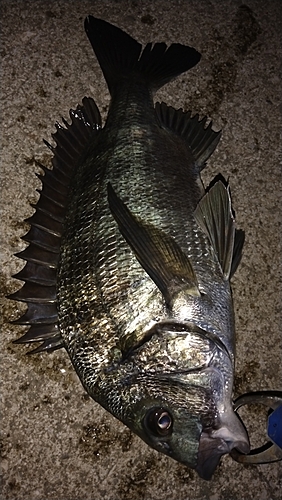 クロダイの釣果