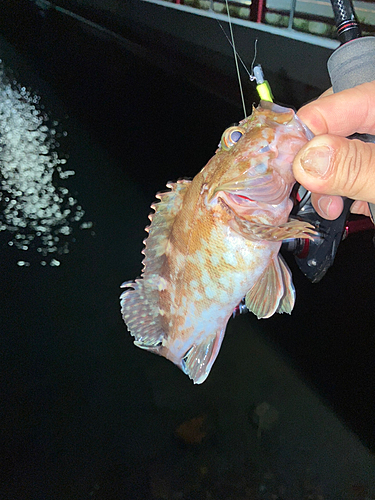 カサゴの釣果