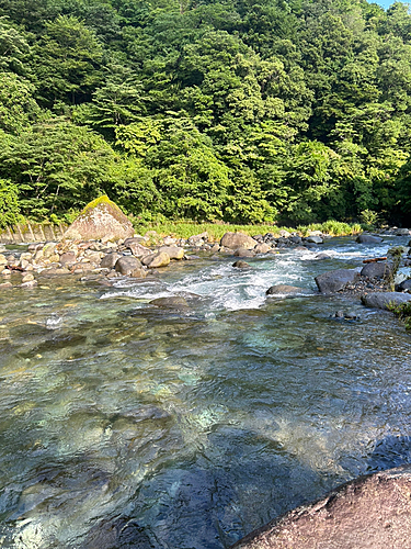 アユの釣果