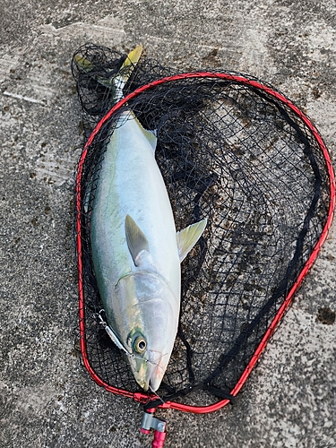 メジロの釣果