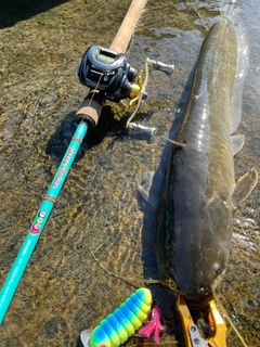 ナマズの釣果