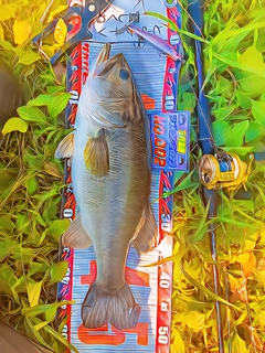 ブラックバスの釣果