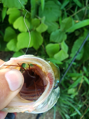 ブラックバスの釣果