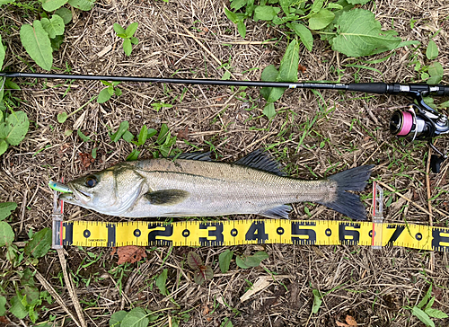 シーバスの釣果