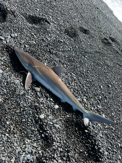 サメの釣果