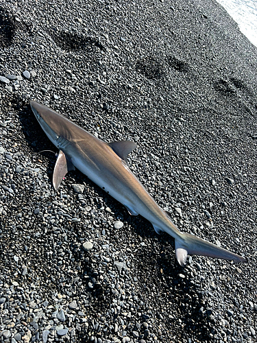 サメの釣果