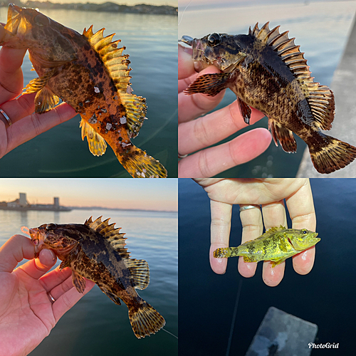 タケノコメバルの釣果