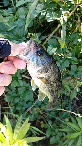 ブラックバスの釣果