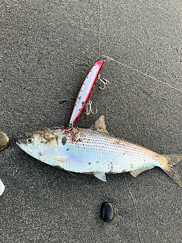 コノシロの釣果