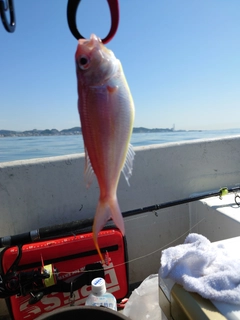 ソコイトヨリの釣果