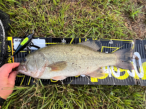 ブラックバスの釣果