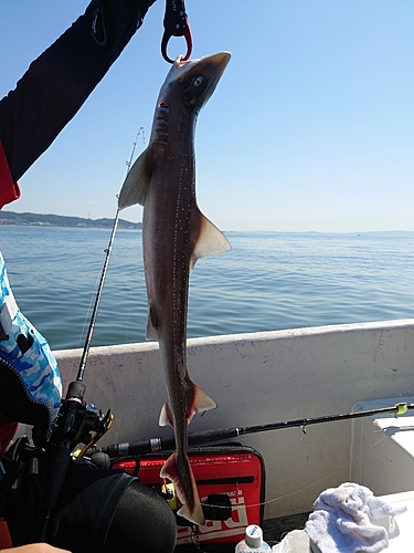 ホシザメの釣果