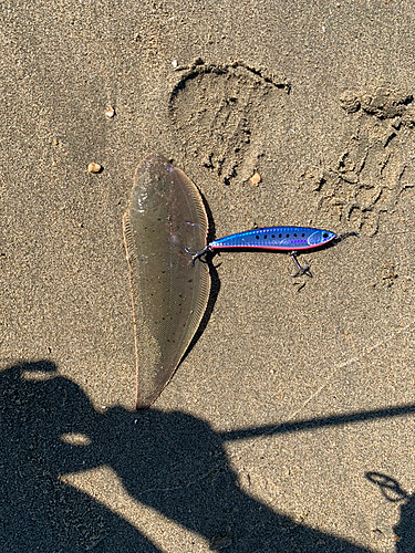 シタビラメの釣果