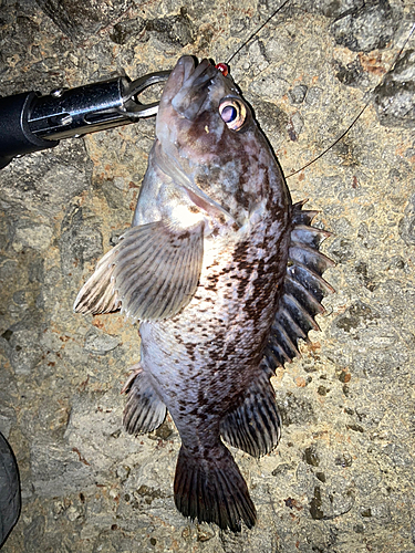 クロソイの釣果