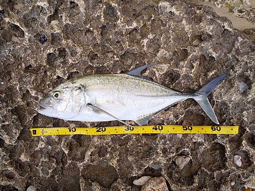 オニヒラアジの釣果