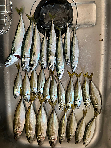 アジの釣果