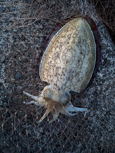 コウイカの釣果