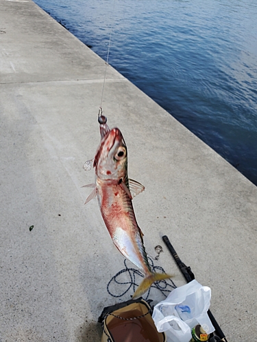 サバの釣果