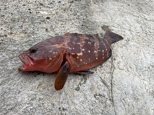 キジハタの釣果