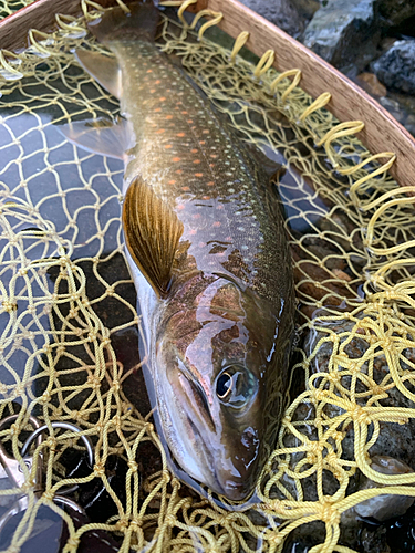 イワナの釣果