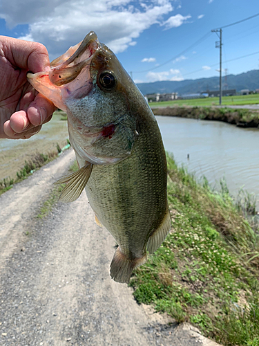 ラージマウスバスの釣果