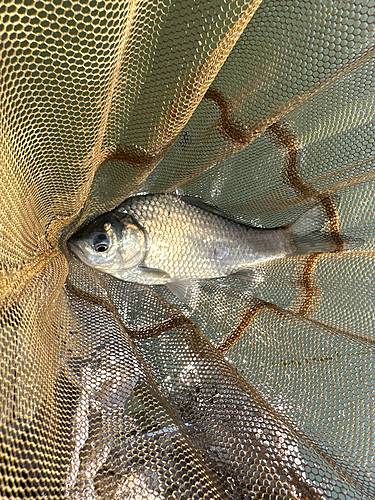 ヘラブナの釣果