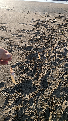 キスの釣果