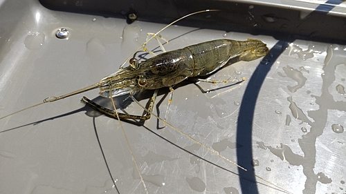 テナガエビの釣果