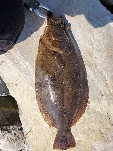 ヒラメの釣果