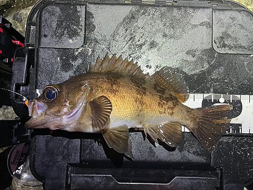 メバルの釣果