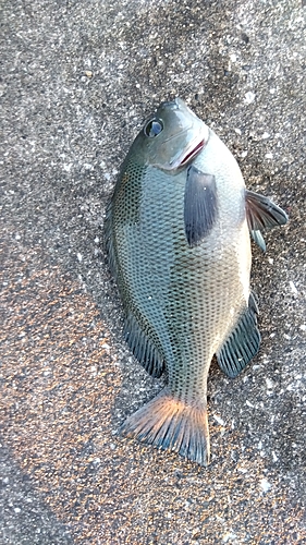 メジナの釣果