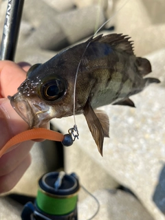 シロメバルの釣果