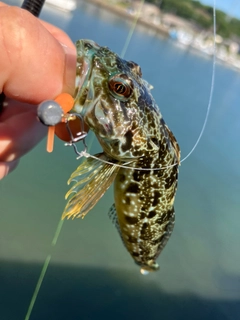 アナハゼの釣果