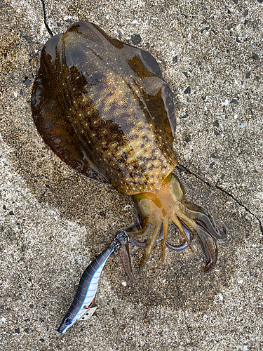 アオリイカの釣果