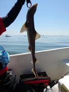 ホシザメの釣果