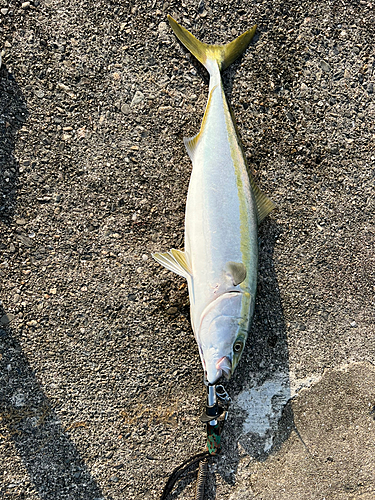 ハマチの釣果