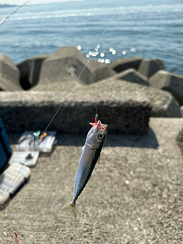 サバの釣果