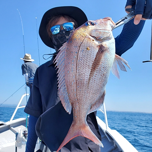 マダイの釣果