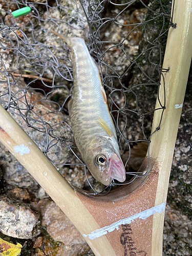 イワナの釣果