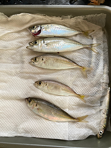 アジの釣果