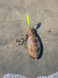 モンゴウイカの釣果