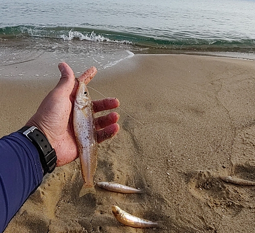 キスの釣果