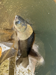 ヘラブナの釣果