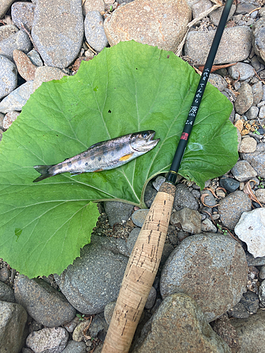 ヤマメの釣果