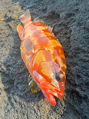 アカハタの釣果